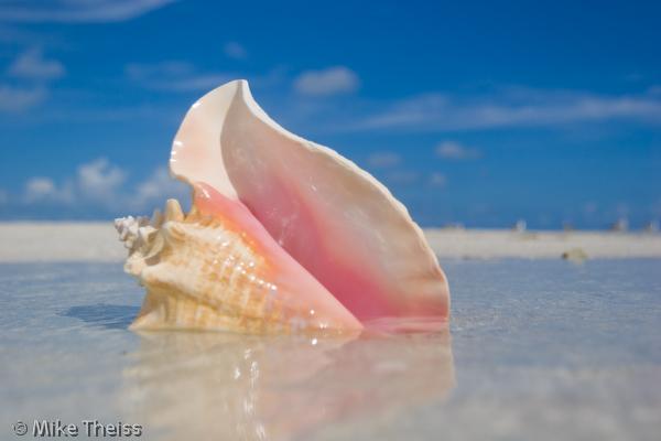 091607_Conch_Shoot_307