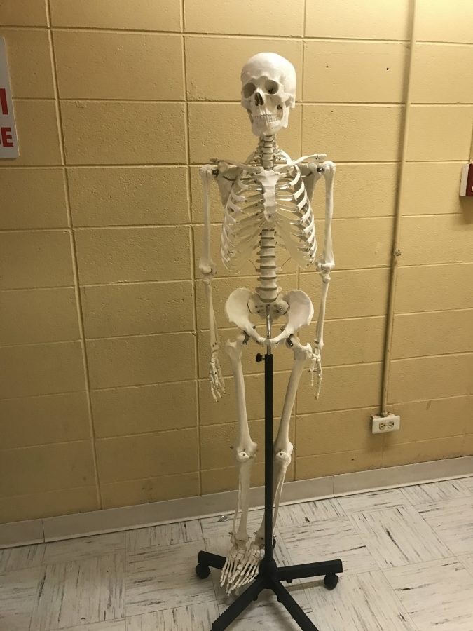 Mr.Bones