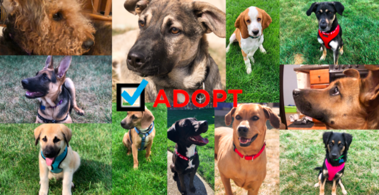 Pet adoptions and the pandemic